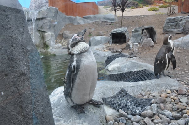 Irland, Halbinsel Dingle, Hauptstadt Dingle mit Aquarium