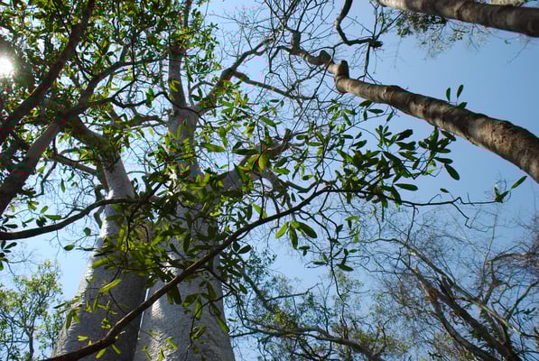 Madagaskar, Zumbize Nationalpark,  Baobab oder afrikanischer Affenbrotbau Adansonia digitata