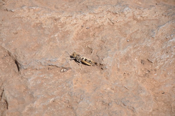 Madeira, Wanderung zum Vereda do Pico Ruivo