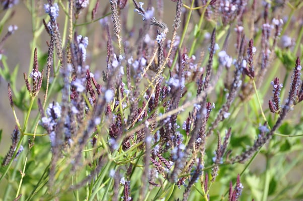 Kap Verden, Insel Fogo, Cha das Caldeiras, Pico Grande