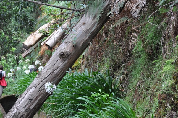 Madeira, Wanderung Levada da Reibeira da Janela