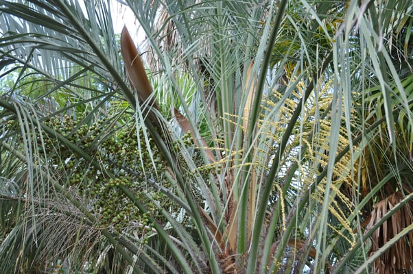 Madeira, Funchal, Botanischer Garten