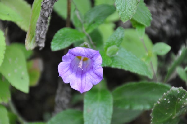 Kap Verden, Insel Santiago, Nationalpark "Serra Malagueta"