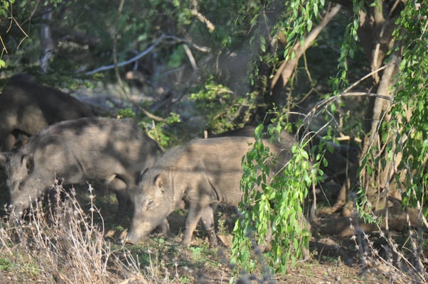 Sri Lanka, Yala Nationalpark