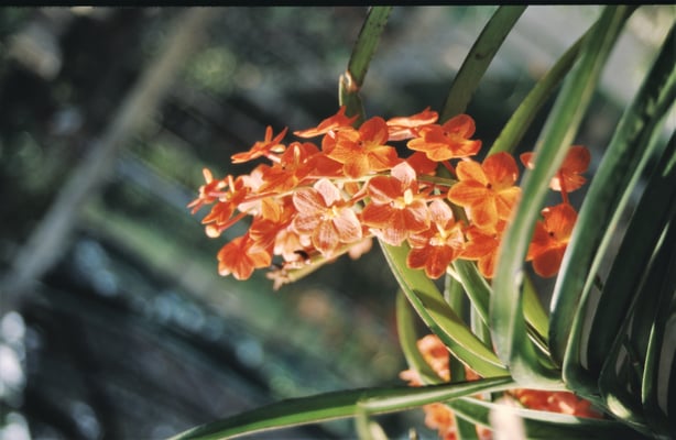 Thailand, Orchideenfarm