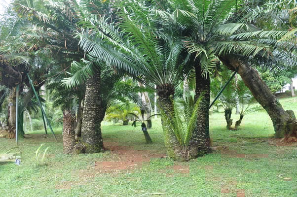 Sri Lanka, Kandy, Royal Botanic Gardens