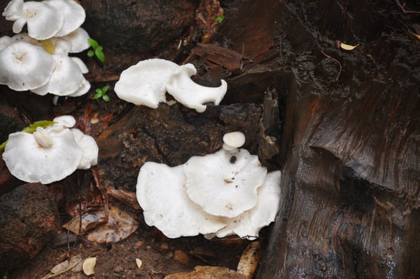 Sri Lanka, Hirwadunna, Baumpilze