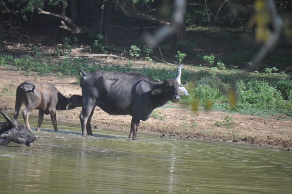 Sri Lanka, Yala Nationalpark