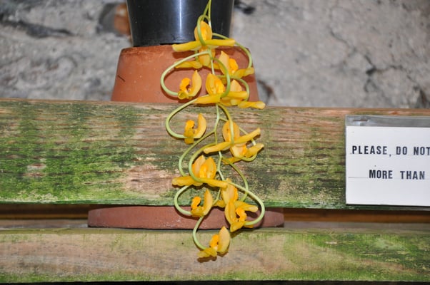 Madeira, Funchal, Orchideengarten, Quinta da Boa Vista