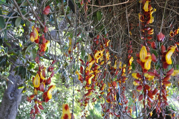 Madeira, Funchal, Botanischer Garten