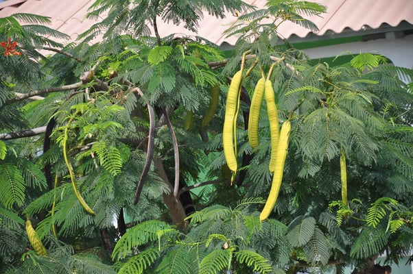 Kap Verden, Insel Fogo, Sao Felipe