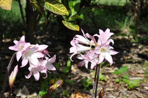 Madeira, Funchal, Villa Quitas das Cruzas, Jardins do Lago