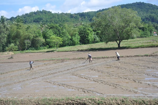Sri Lanka: Bauern bei der Feldarbeit