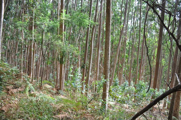 Madeira, Wanderung Levada do Furado