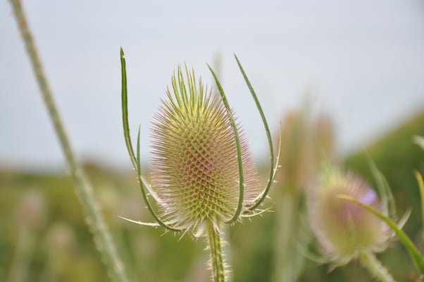 England, Auf dem Weg nach Irland: Station am Kreide Felsen von Dover