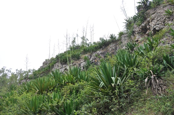 Kap Verden, Insel Santiago, Nationalpark "Serra Malagueta"