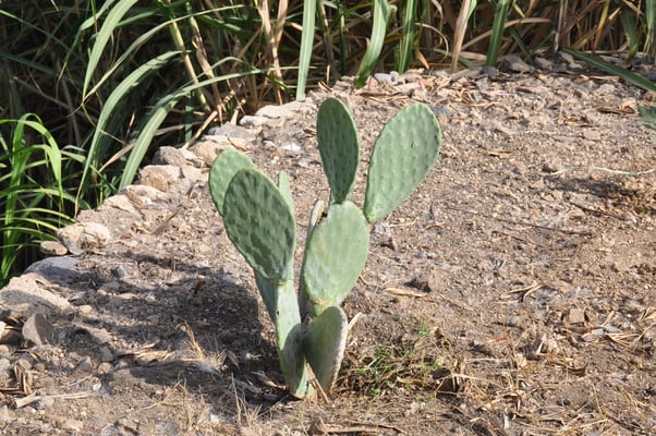 Kap Verden, Insel Santo Antao