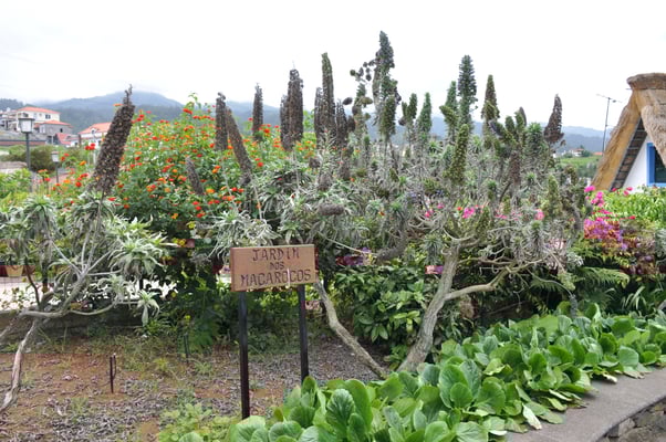 Madeira, Santana, Dreieckhäuser aus Colmo