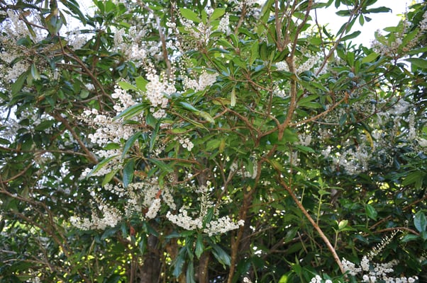 Madeira, Wanderung Levada do Furado
