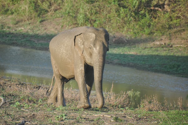 Sri Lanka, Yala Nationalpark
