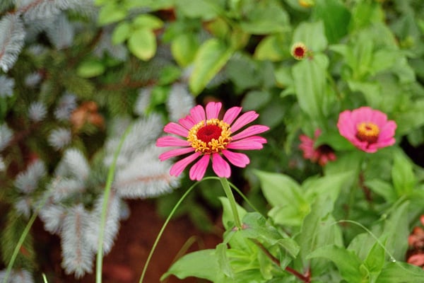 Georgien, Batumi, Botanischer Garden 