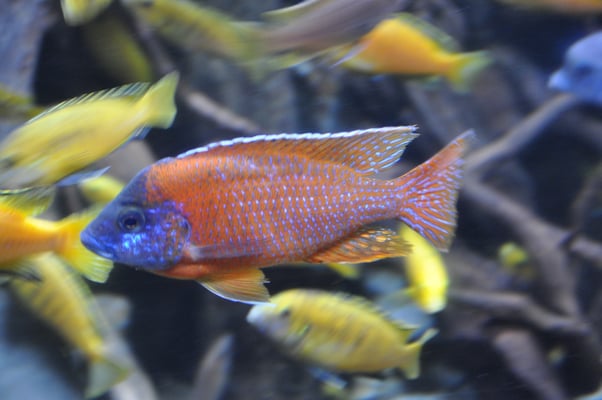 Irland, Halbinsel Dingle, Hauptstadt Dingle mit Aquarium