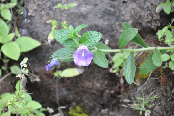 Kap Verden, Insel Santiago, Nationalpark "Serra Malagueta"