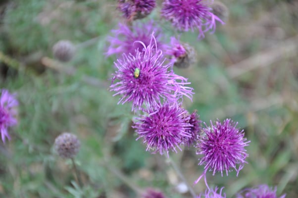 Schweden, Öland, Gräberfeld von Gettlinge