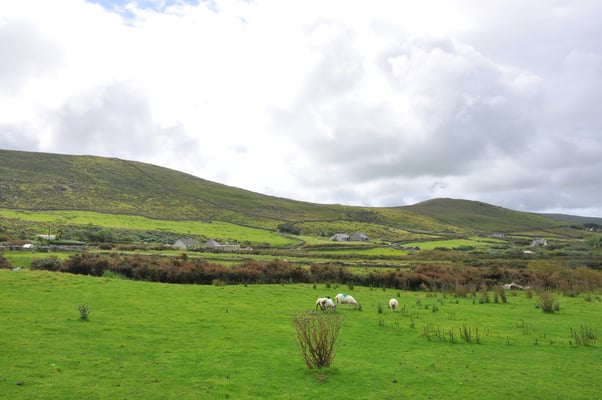 Irland, Halbinsel Dingle, Kirche von Kilmalkedar mit keltischen Oghamschriftstelen