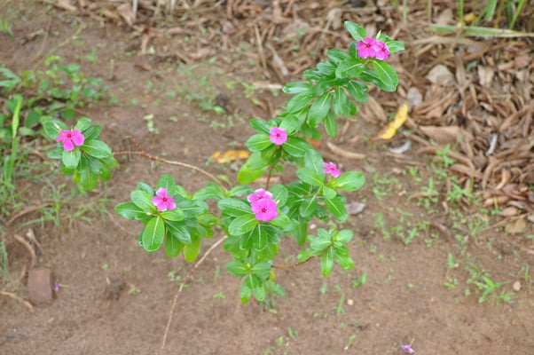 Sri Lanka, Hirwadunna, Wanderung am Peripherie See