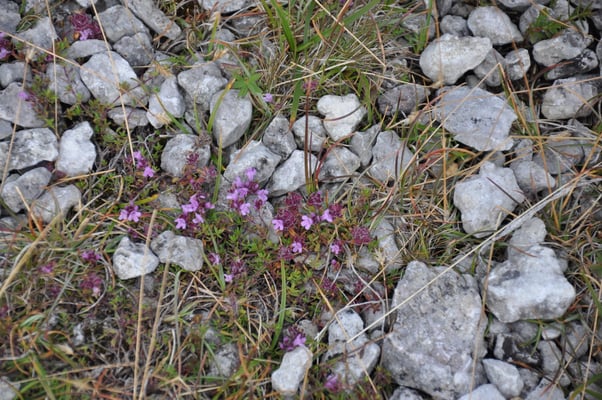 Schweden, Insel Farö, Rauk Gebiete