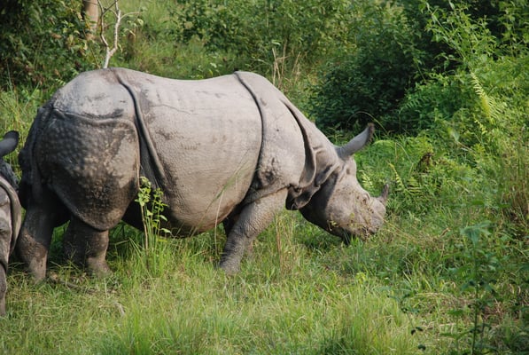 Nepal, Chitwan Nationalpark, Panzernashörner