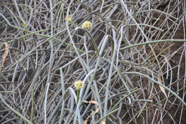 Kap Verden, Insel Santo Antao