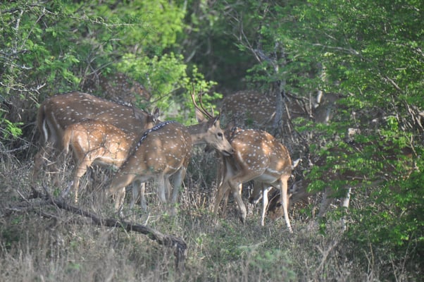 Sri Lanka, Yala Nationalpark
