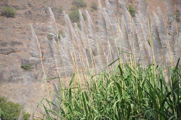 Kap Verden, Insel Santo Antao