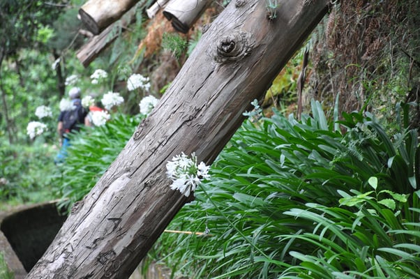 Madeira, Wanderung Levada da Reibeira da Janela