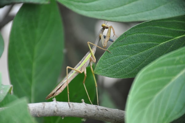 Kap Verden, Insel Santiago, Assomada, Aussichtsplattform, Gottesanbeterin