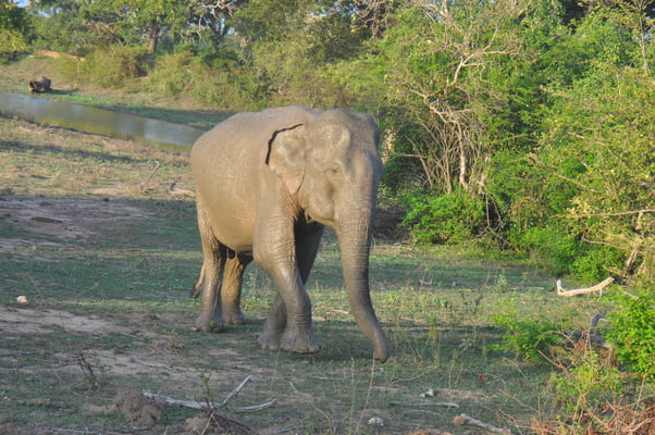 Sri Lanka, Yala Nationalpark