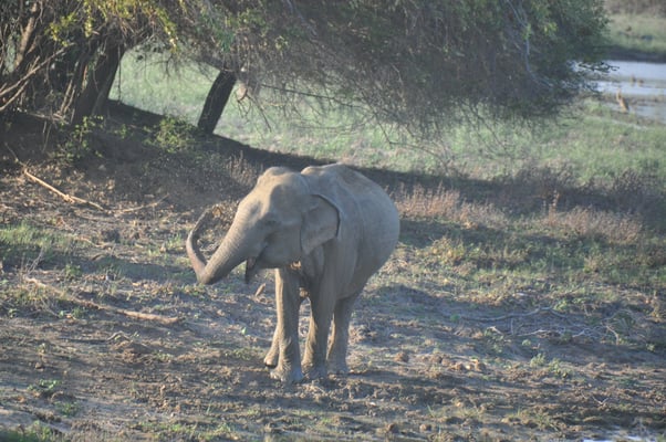 Sri Lanka, Yala Nationalpark