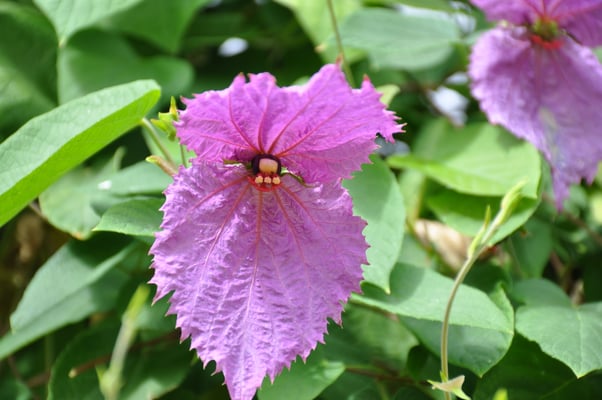 Madeira, Funchal, Villa Quitas das Cruzas, Jardins do Lago