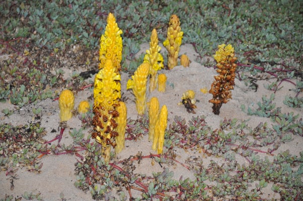 Kap Verden, Insel Sal, Strand mit ungewöhnlichen Pflanzen
