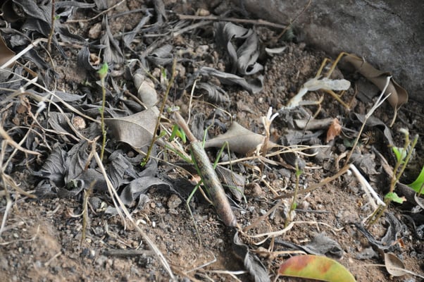 Kap Verden, Insel Santiago, Assomada, Aussichtsplattform, Gottesanbeterin