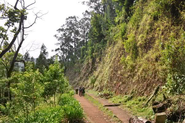 Madeira, Wanderung Levada da Reibeira da Janela