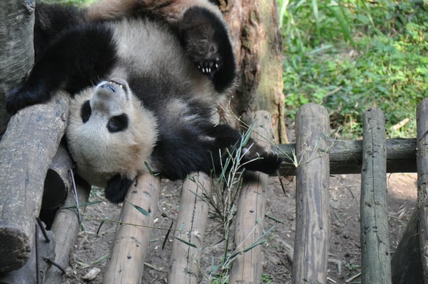 China, Chongqing, Zoo, großer Panda