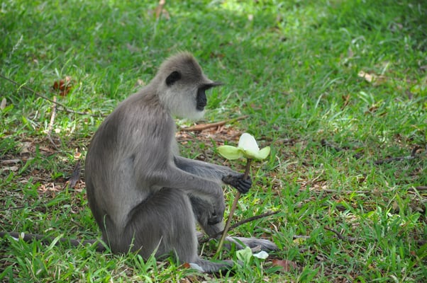 Sri Lanka: Anuradhapura, Affen in der Tempelanlage