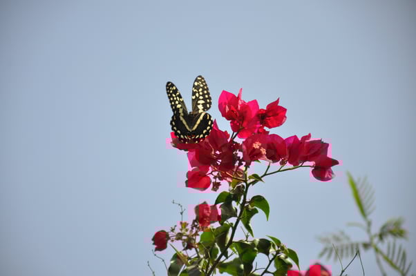 Kap Verden, Insel Fogo, Sao Felipe