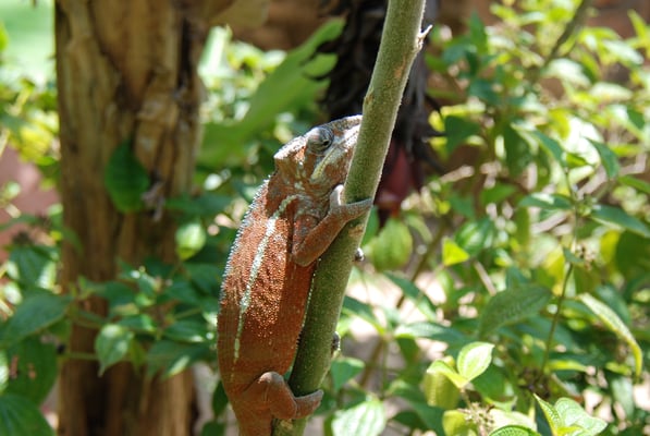 Madagaskar, Zoo Nähe Andasibe Nationalpark, Chamäleon