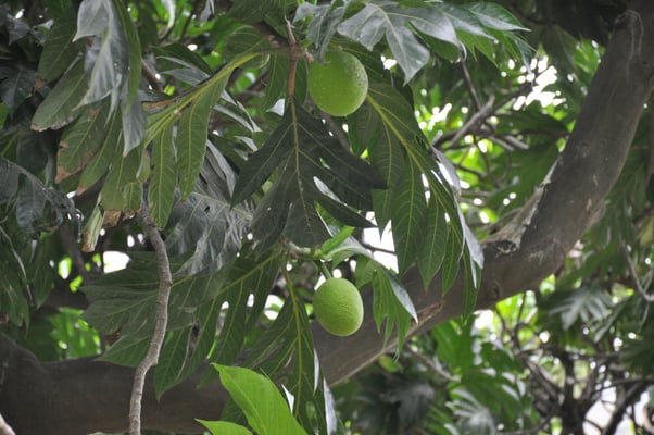 Kap Verden, Insel Santo Antao, Bergdorf Fontainhas