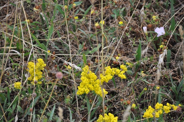 Schweden, Öland, Fliehbug, Barby Borg