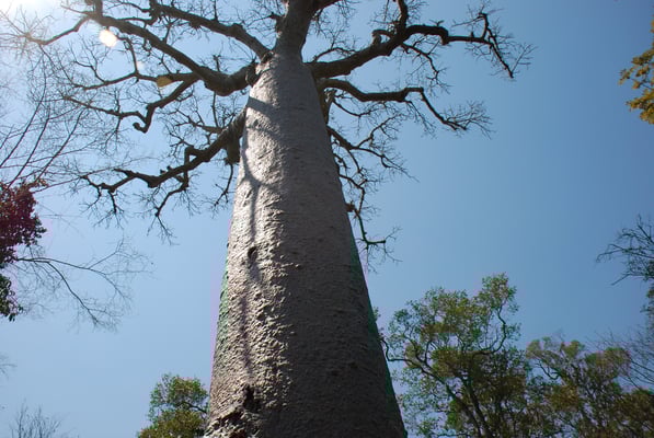 Madagaskar, Zumbize Nationalpark,  Baobab oder afrikanischer Affenbrotbau Adansonia digitata